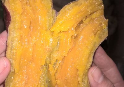 khoai lang mật chuẩn đà lạt