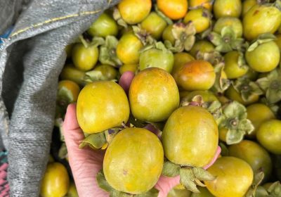 hồng giòn đà lạt đầu bằng không hạt