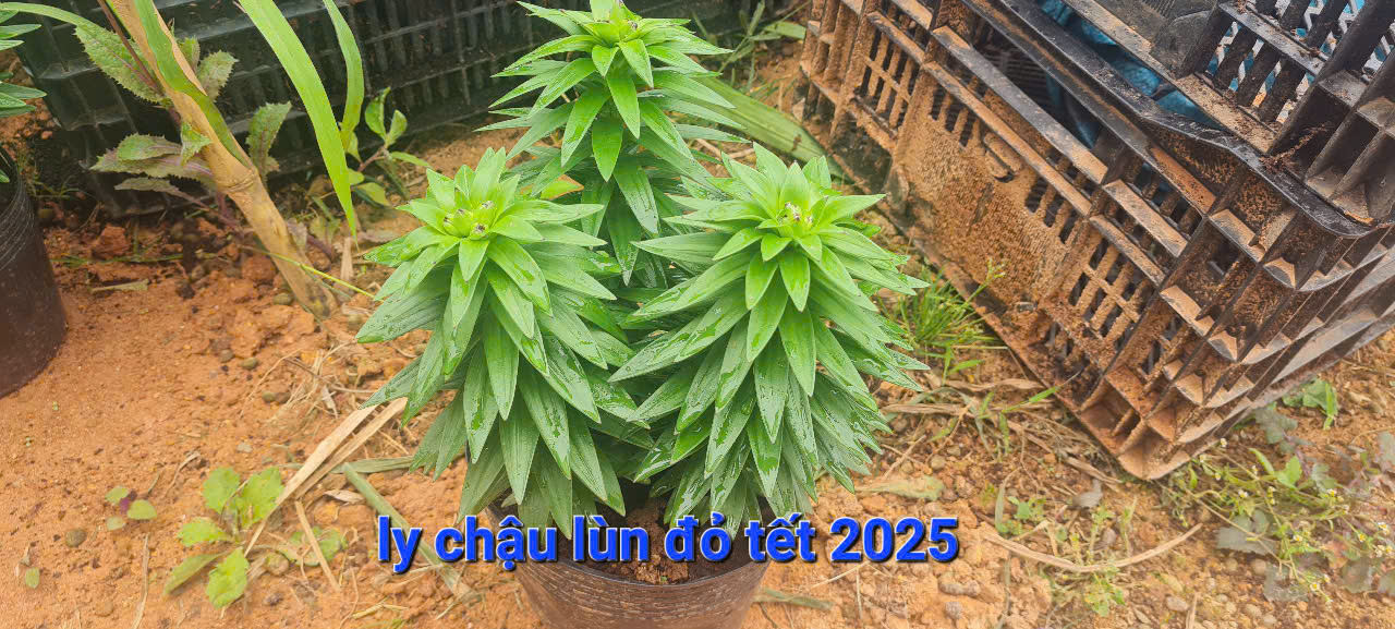 hoa-ly-chau-lun-da-lat-tet-2025