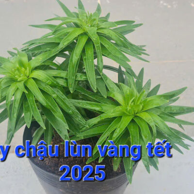 hoa-ly-chau-da-lat-tet-2025