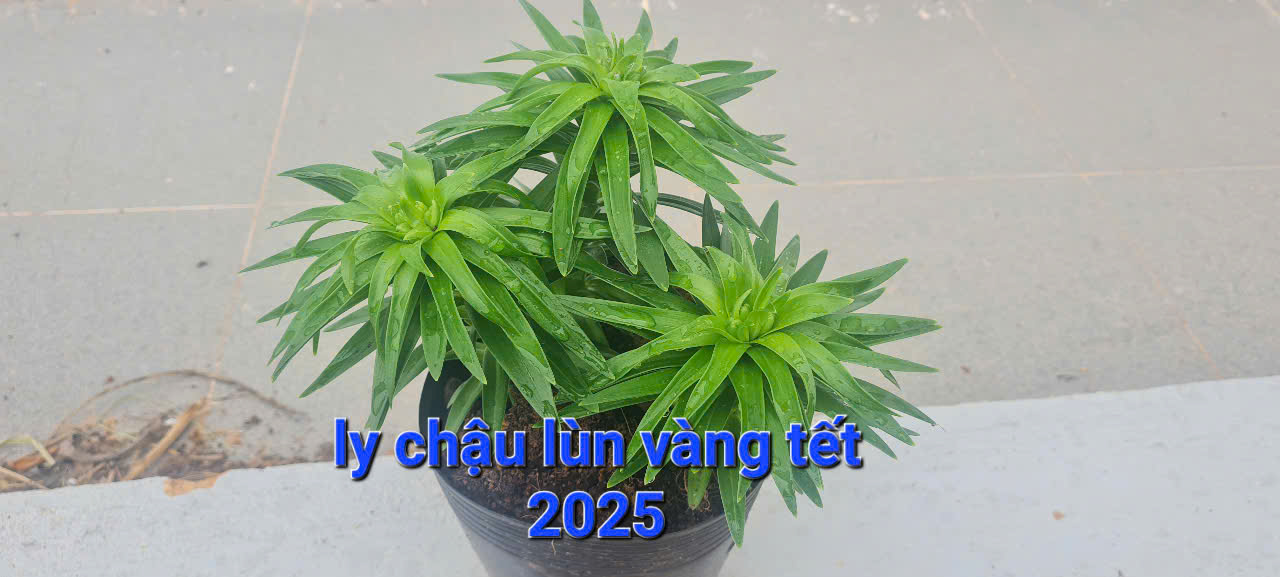 hoa-ly-chau-da-lat-tet-2025