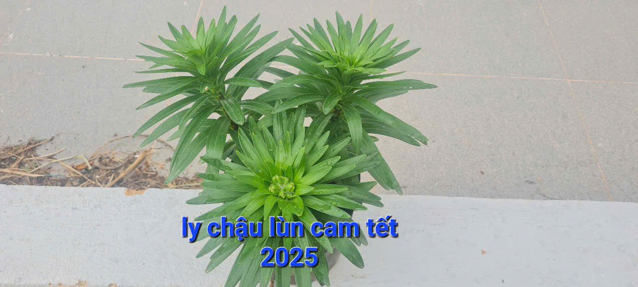 hoa-ly-chau-da-lat-tet-2025