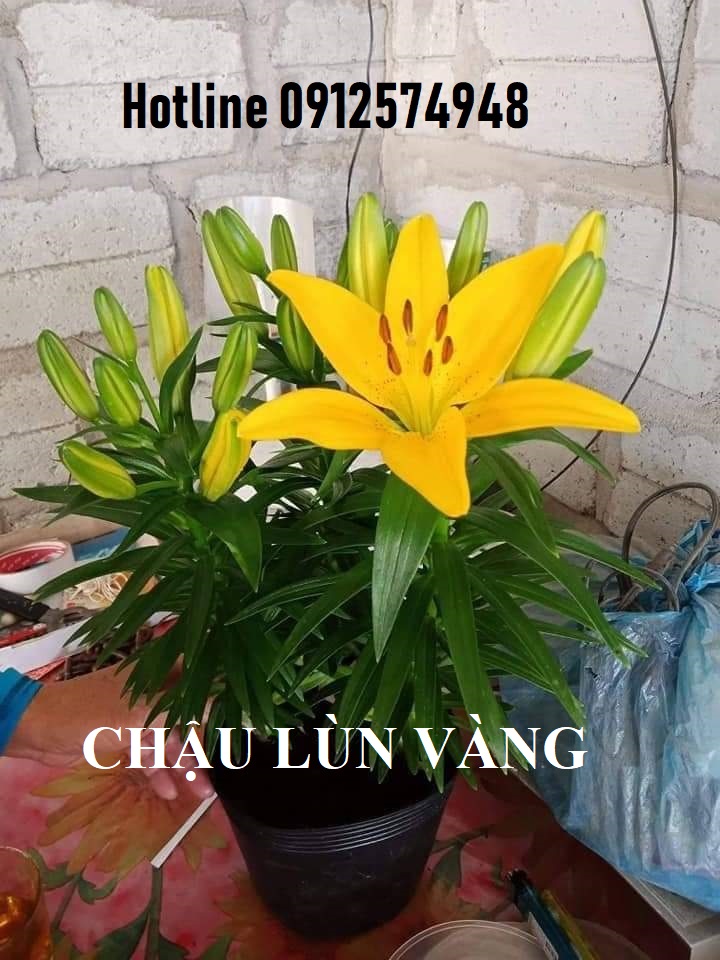 si-hoa-ly-tet-chau