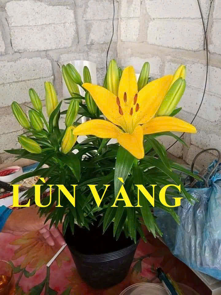 hoa-ly-chau-lun-vang-khi-nơ