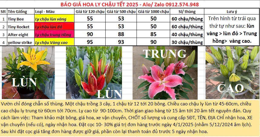 Hoa Ly Chậu Trung Đà Lạt Tết 2025: Giá Sỉ Tại Vườn