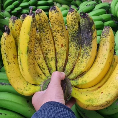 chuối laba đà lạt giá tốt tại vườn