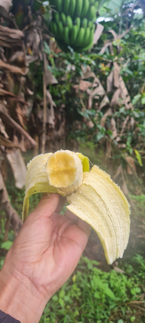chuối laba đà lạt giá sỉ tại vườn