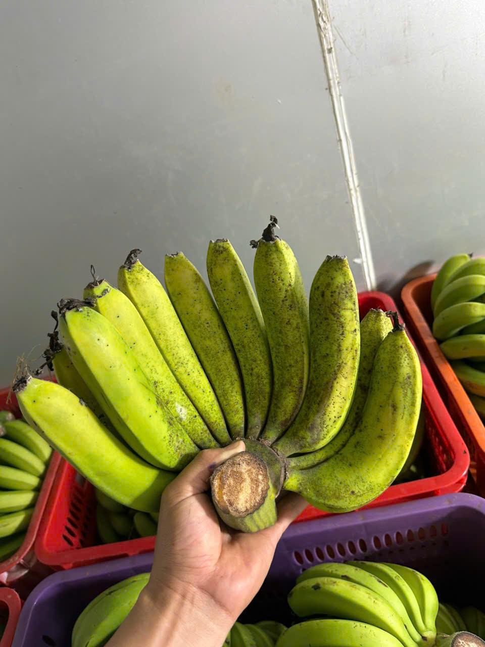 chuối laba đà lạt giá sỉ tại vườn