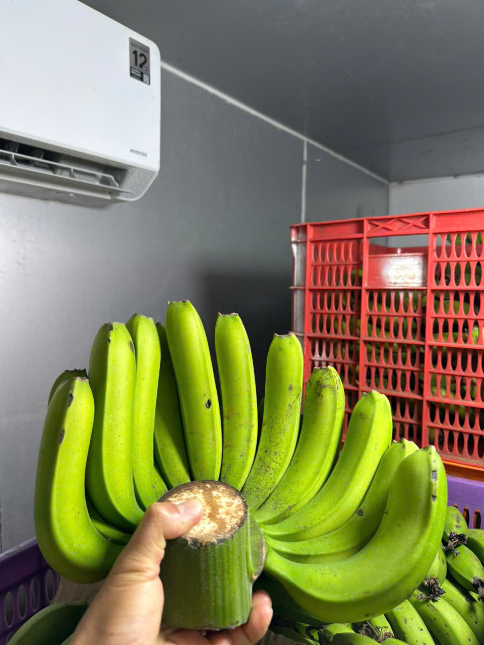Chuối Laba Đà Lạt Giá Sỉ Tại Vườn