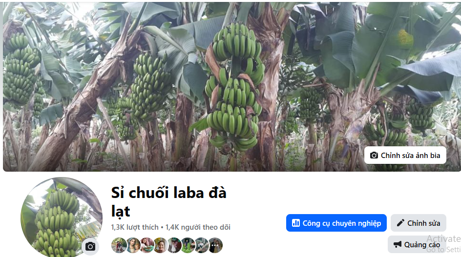 fanpage cung cấp chuối laba đà lạt ngon