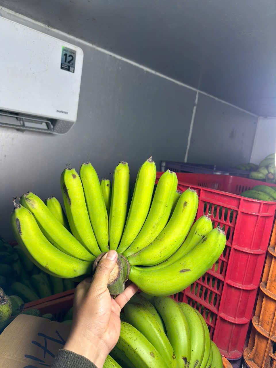 địa chhir cung cấp chuối laba uy tín