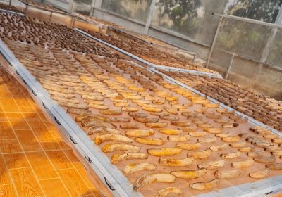 chuối laba treo gió- đặc sản đà lạt tốt cho sức khỏe