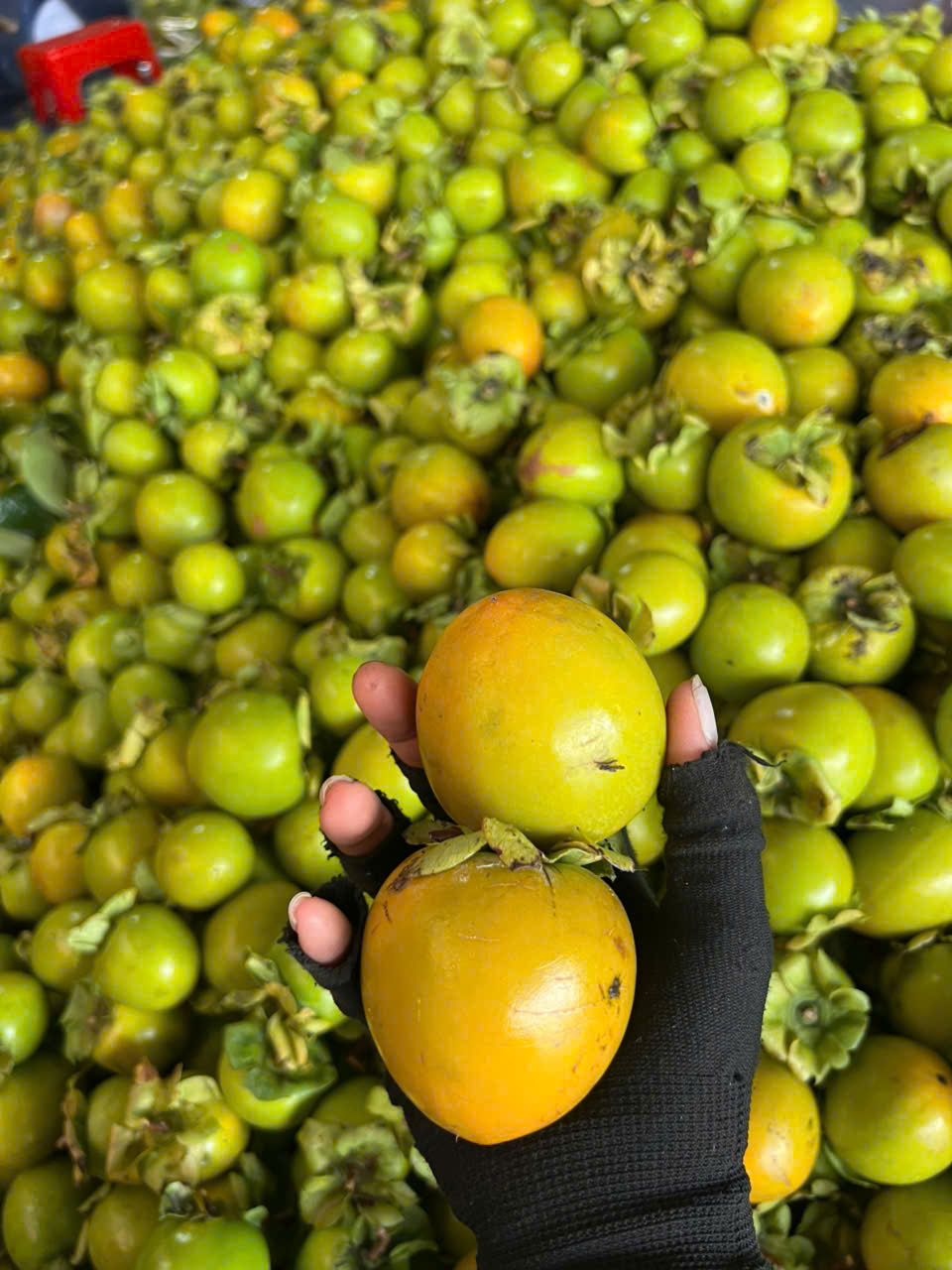 sỉ hồng giòn đà lạt 2025