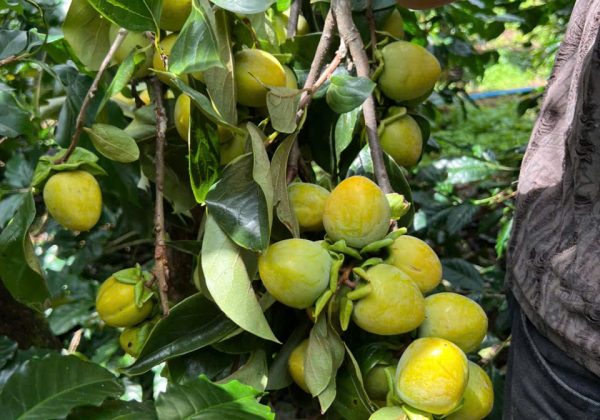 hồng giòn trứng cắt cành