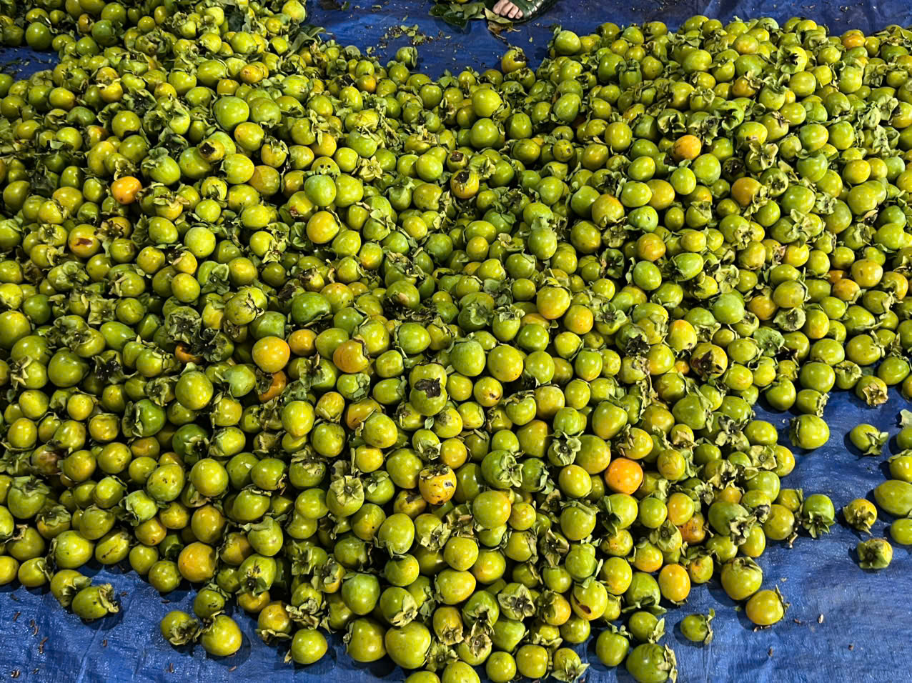 sỉ hồng giòn đà lạt