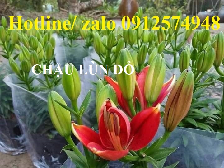 dia-chi-cung-cap-si-hoa-ly-chau-gia-re