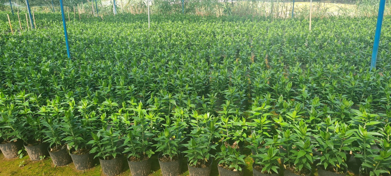 dia-chi-cung-cap-si-hoa-ly-tet-2026