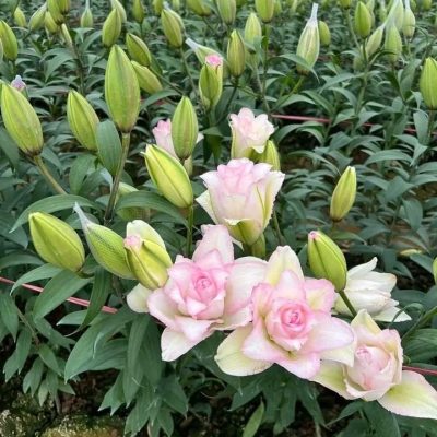 gia-si-hoa-ly-chau-thom-tet-2026