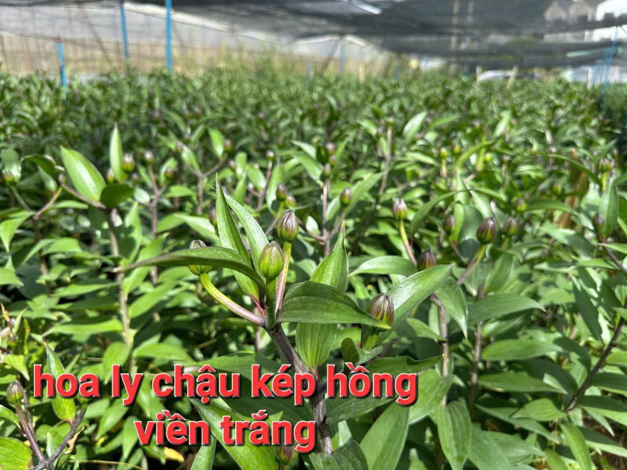 nguon-cung-cap-hoa-ly-chau-uy-tin