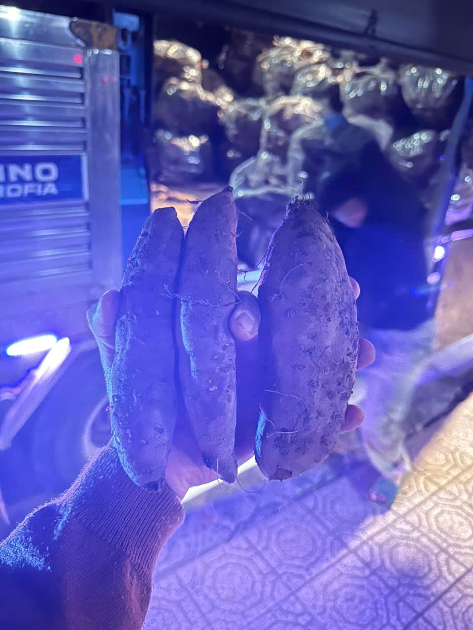 gia-si-khoai-lang-mat-da-lat