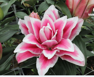 quy-cach-mua-si-hoa-ly-chau-kep