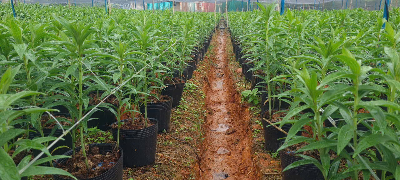 hoa-ly-chau-tet-2026-bao-hanh