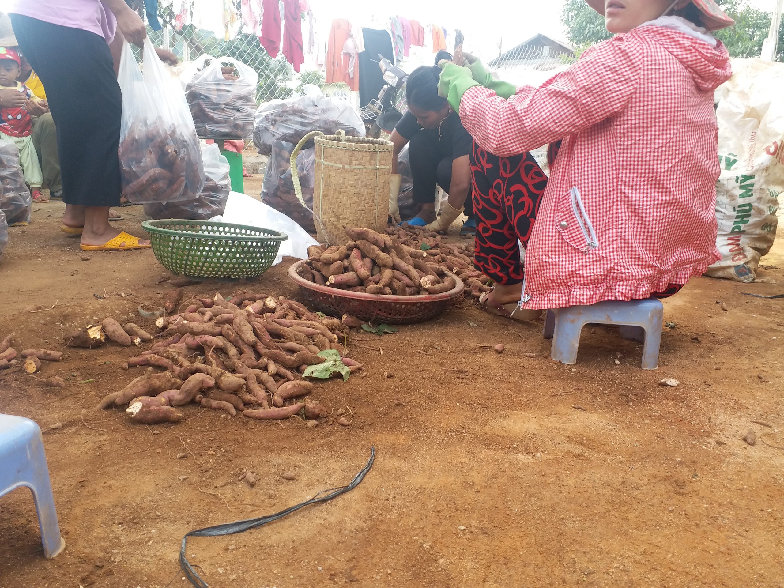 gia-si-khoai-lang-mat-ngon