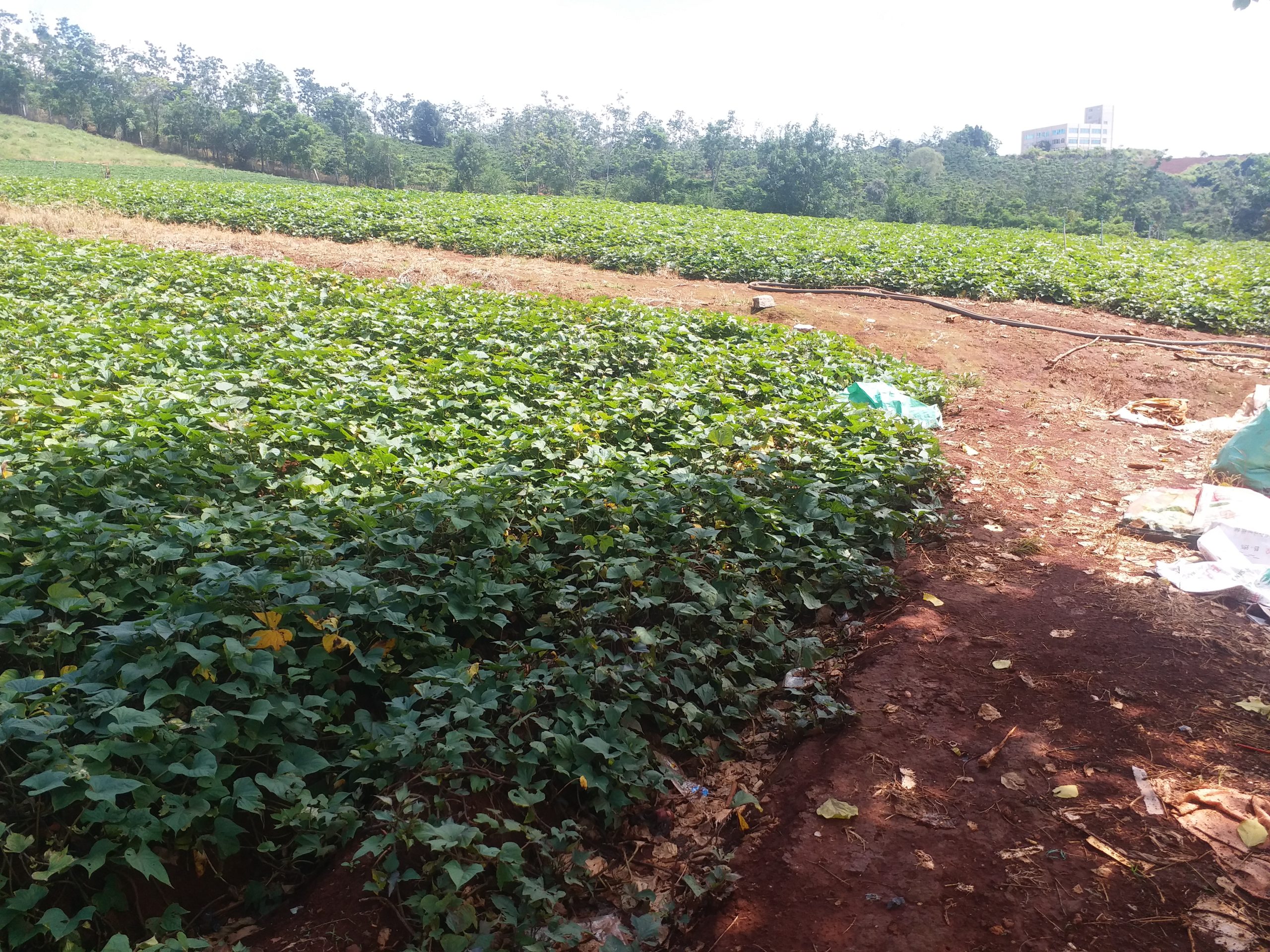 si-khoai-lang-mat-tai-vuon