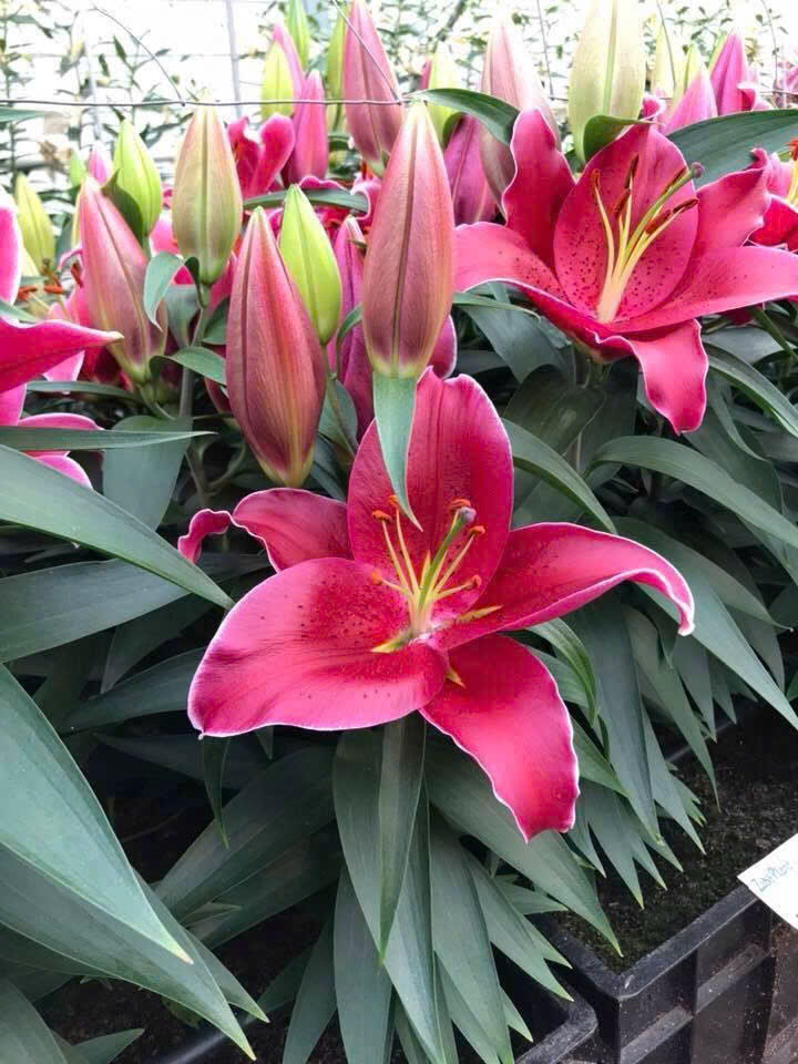 SỈ HOA LY CHẬU TẾT 2026