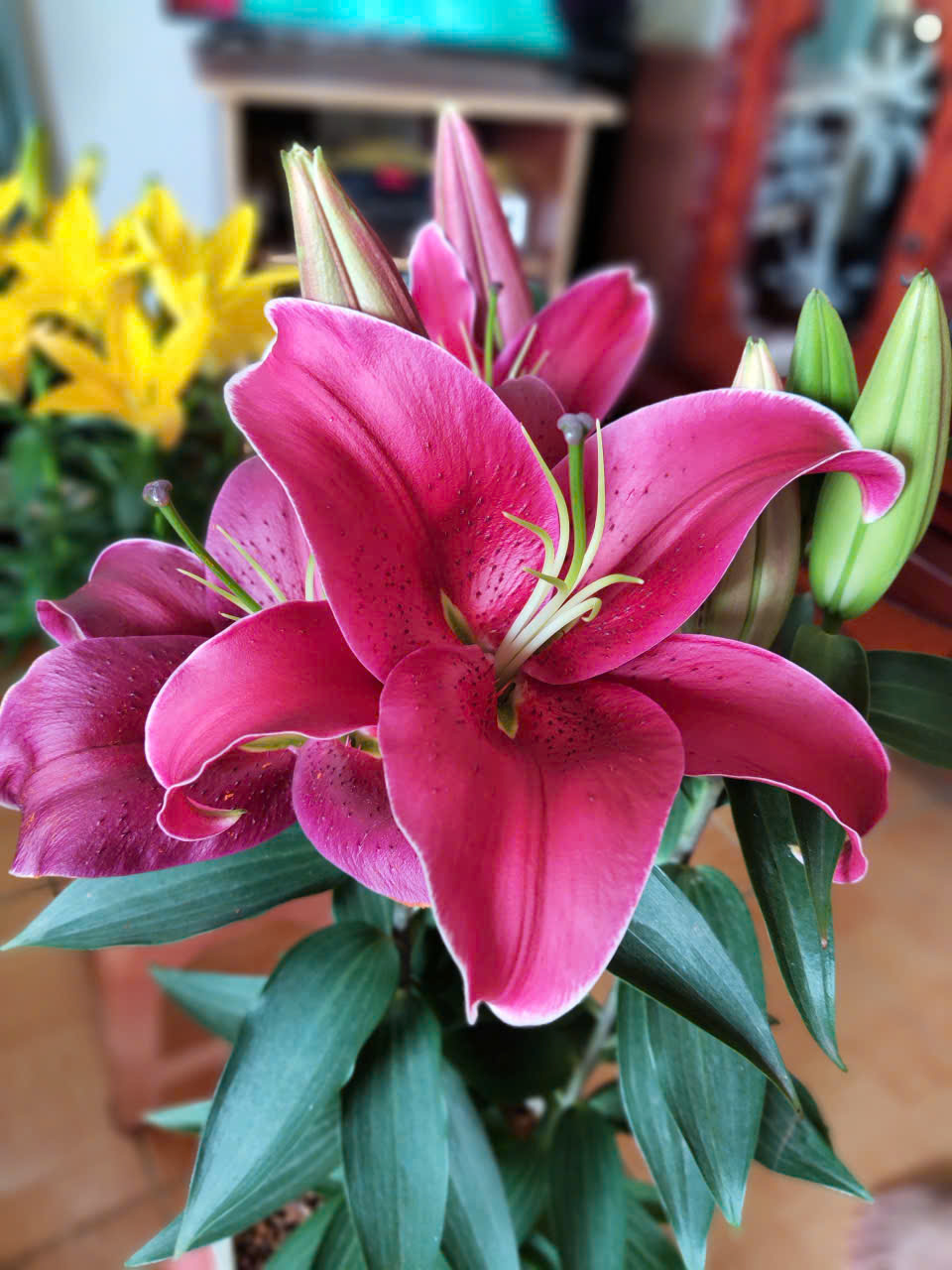 gia-si-hoa-ly-chau-tet-2026