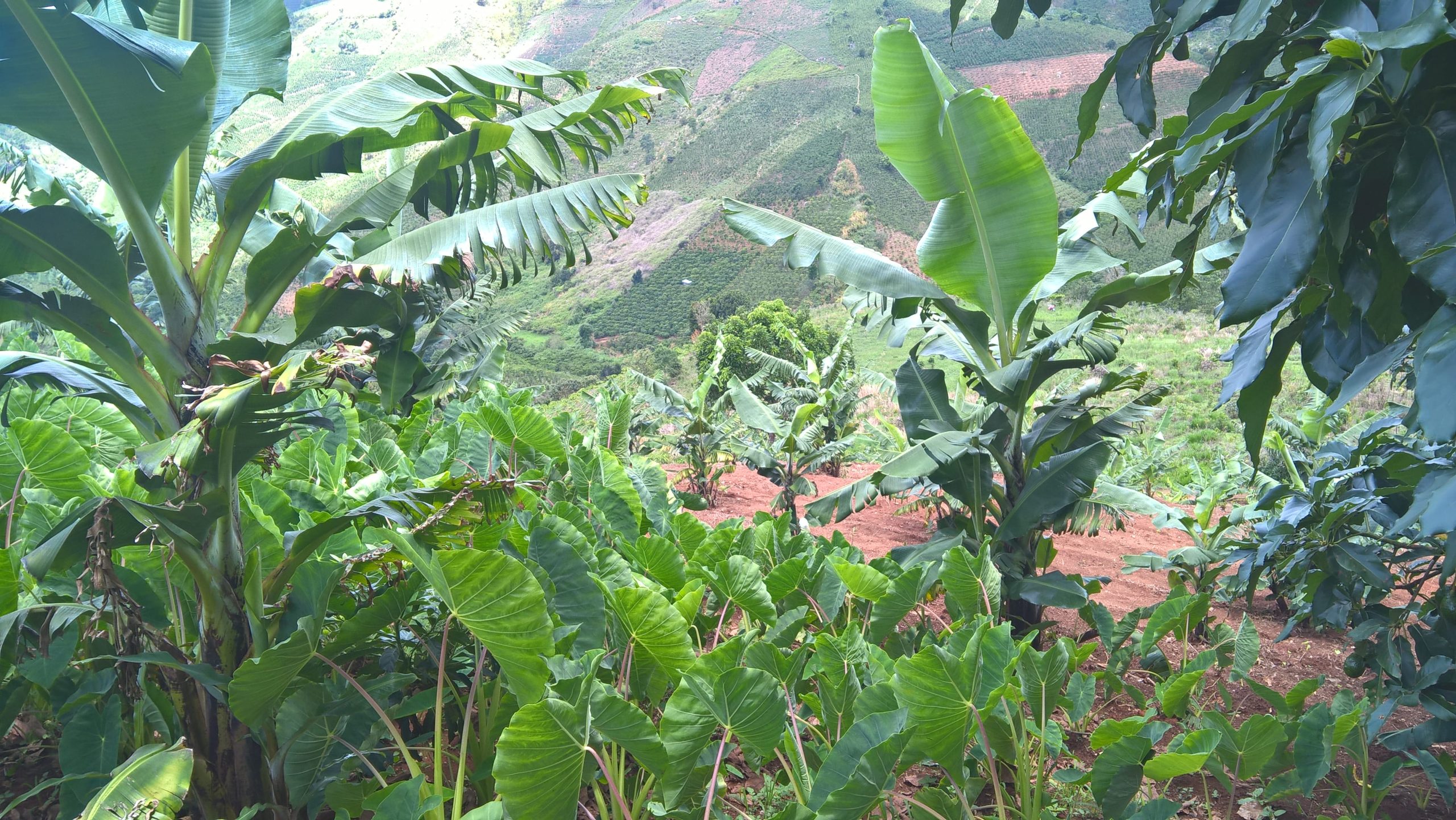 dia-chi-cung-cap-si-chuoi-laba-uy-tin