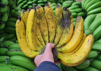 chuối laba phù hợp với đa dạng kênh kinh doanh