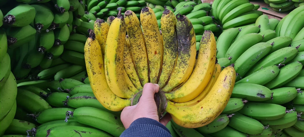 chuối laba giá sỉ chuẩn già
