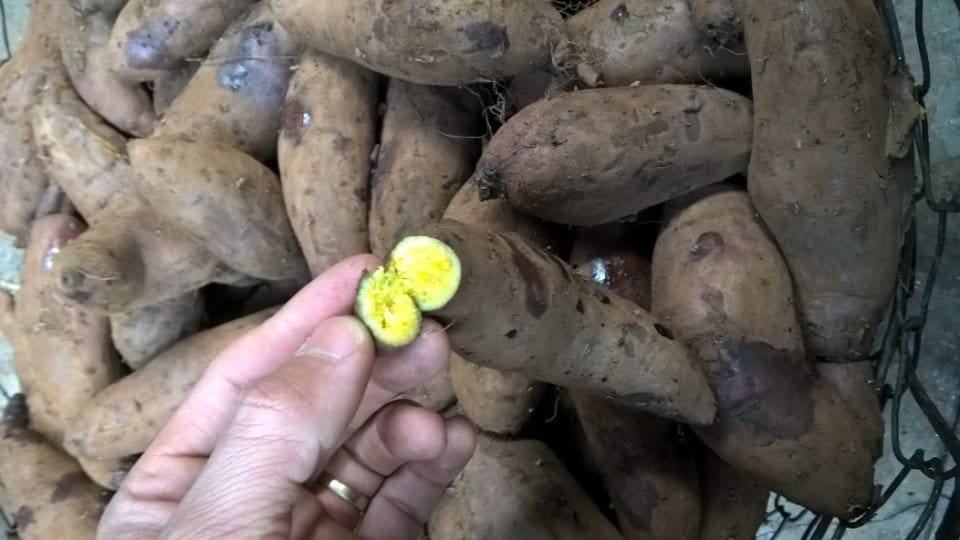 nguon-si-khoai-lang-mat