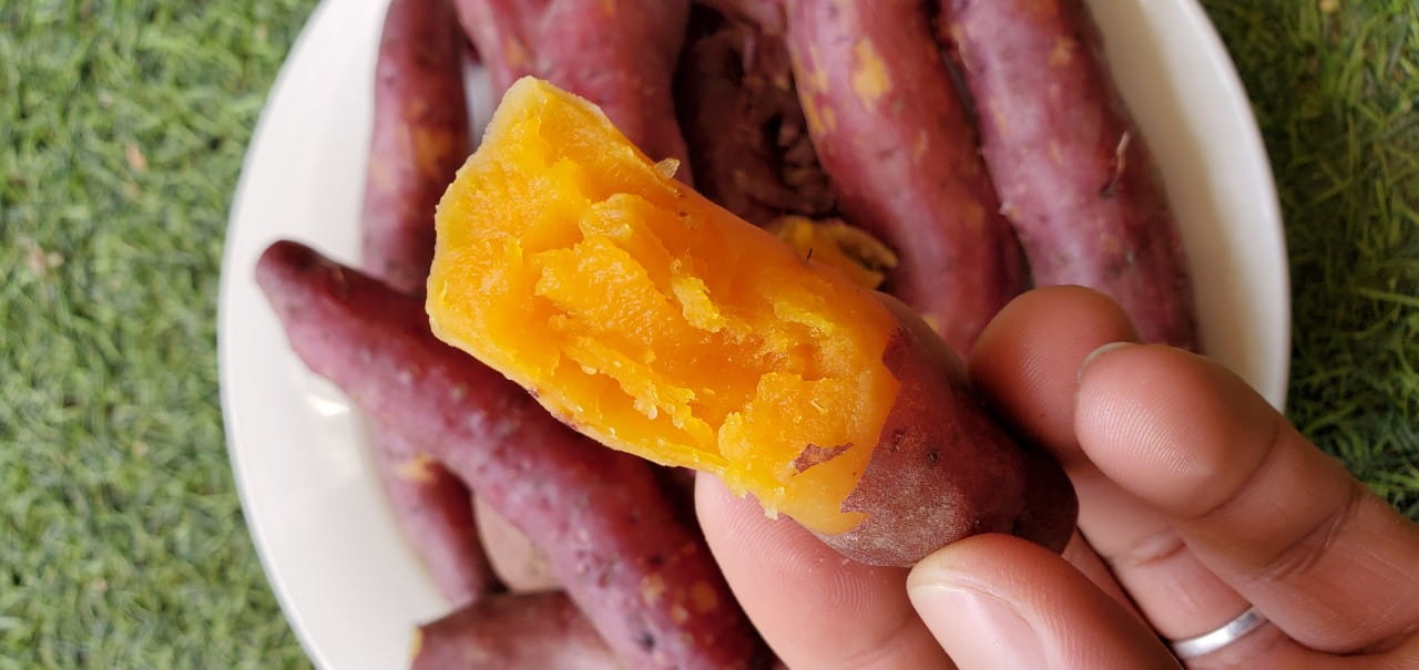 nhap-si-khoai-lang-mat-da-lat
