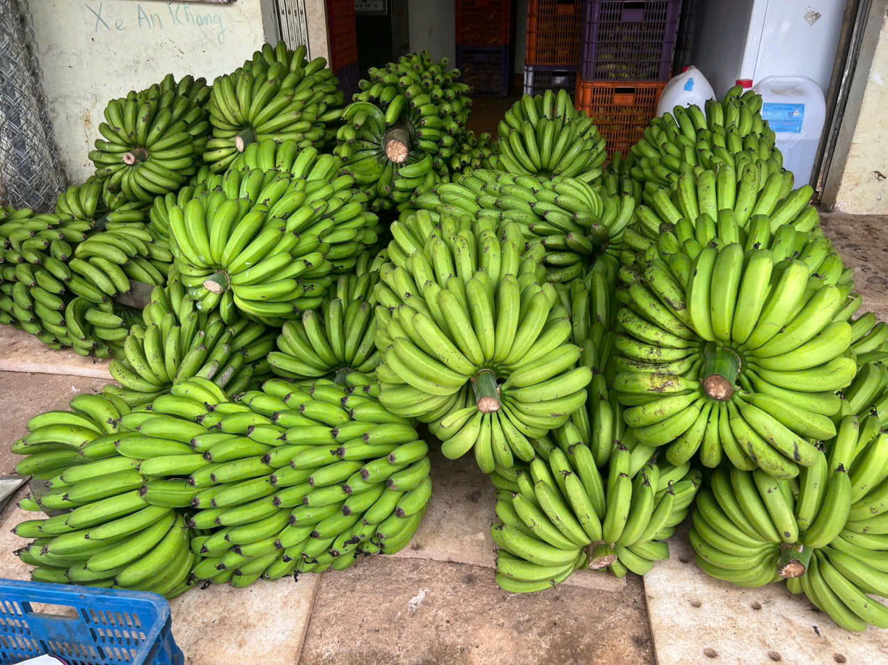 hình dáng buồng chuối laba chuẩn