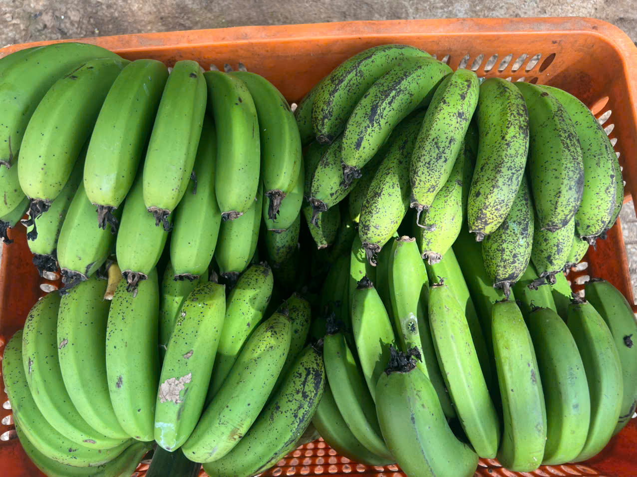 chuối laba chhuaanr sau khi cắt nải
