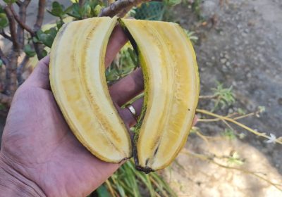 Ruột chuối laba chuẩn Đà Lạt khi chhisn