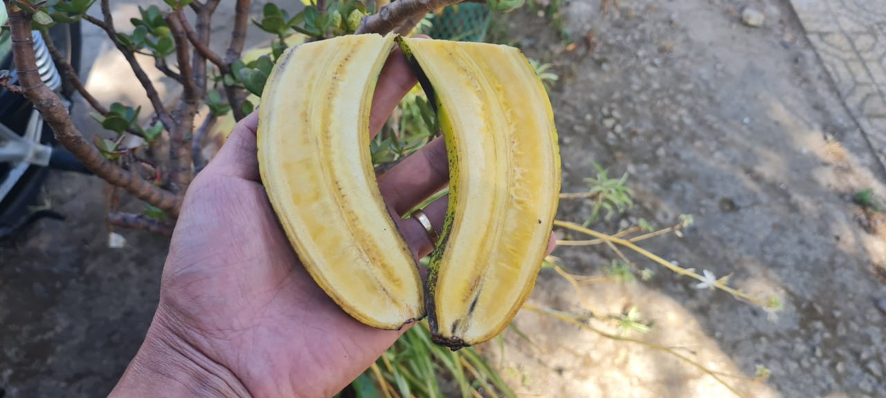 Ruột chuối laba chuẩn Đà Lạt khi chhisn