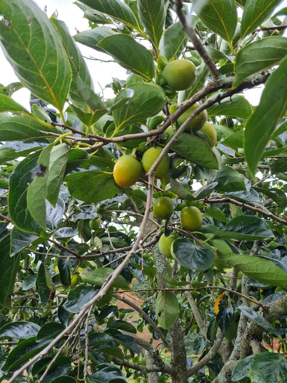 Hồng giòn đà lạt vàng trên cây mới được thu hoạch