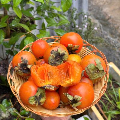 hồng ủ chín giá sỉ khi ăn