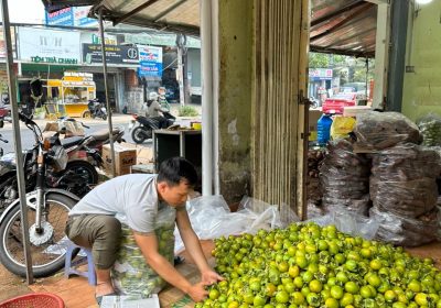 lựa chọn nguồn sỉ hồng giòn đà lạt để mua