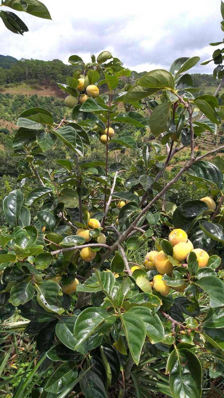 thông tin hồng giòn đà lạt mới nhất