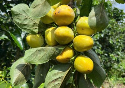 vườn hồng giòn đà lạt cung cấp sỉ