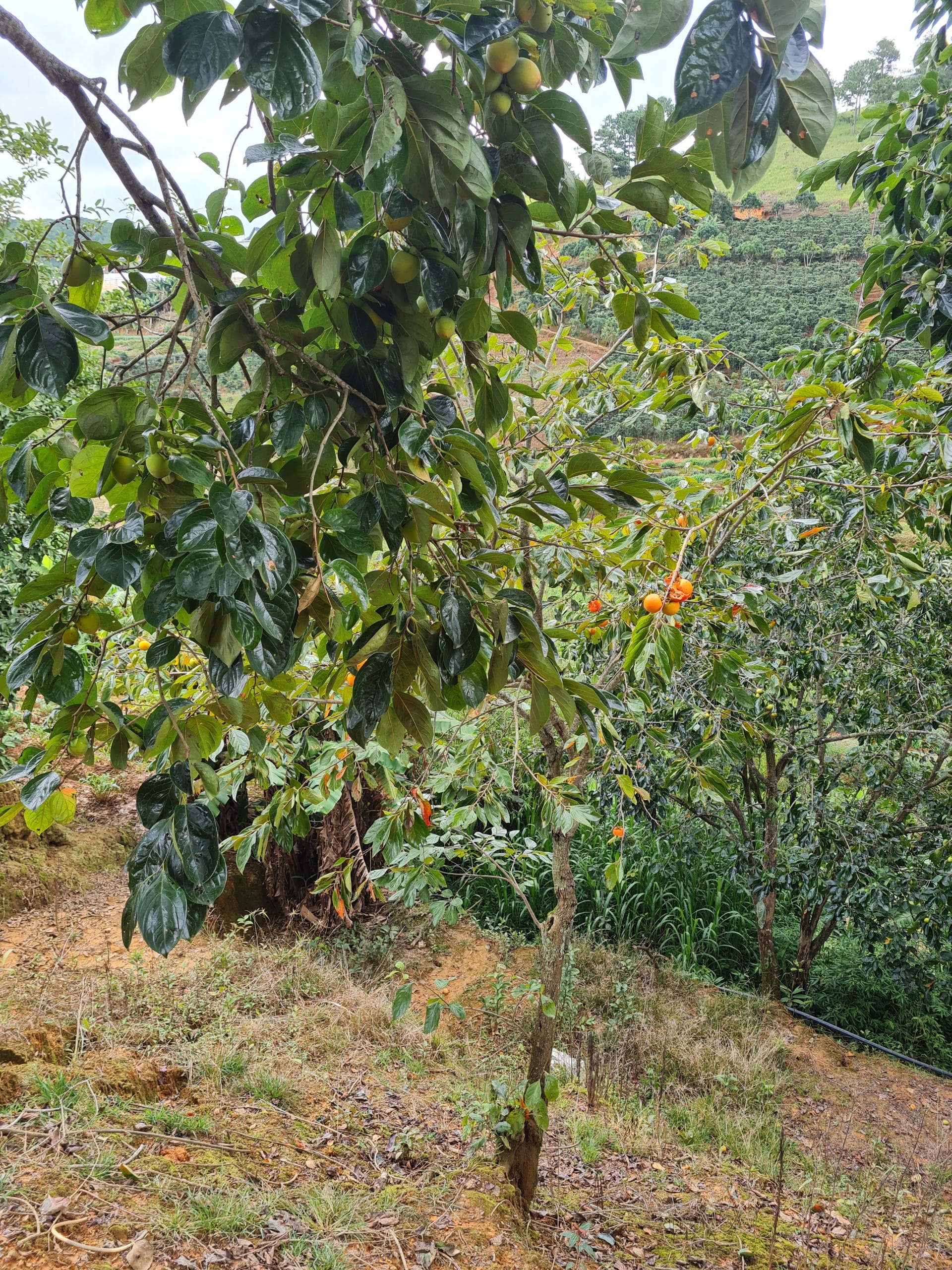 nguồn sỉ hồng giòn đà lạt tại vườn