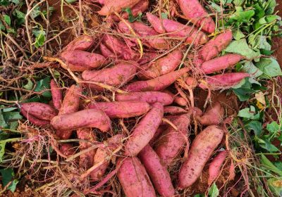 khoai lang mật size lớn thích hợp để nướng