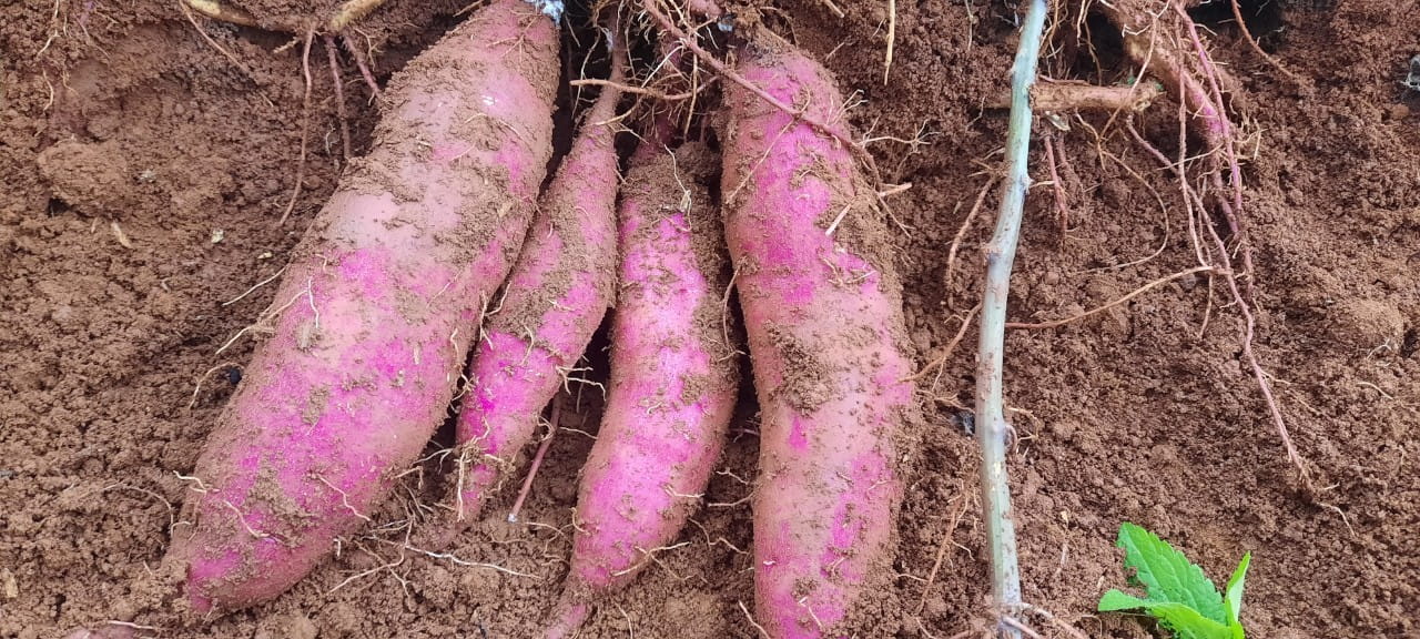 tùy từng size khoai lang mật mà có cách chế biến và bán khác nhau