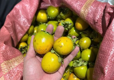 kinh nghiệm lấy sỉ hồng giòn từ đà lạt